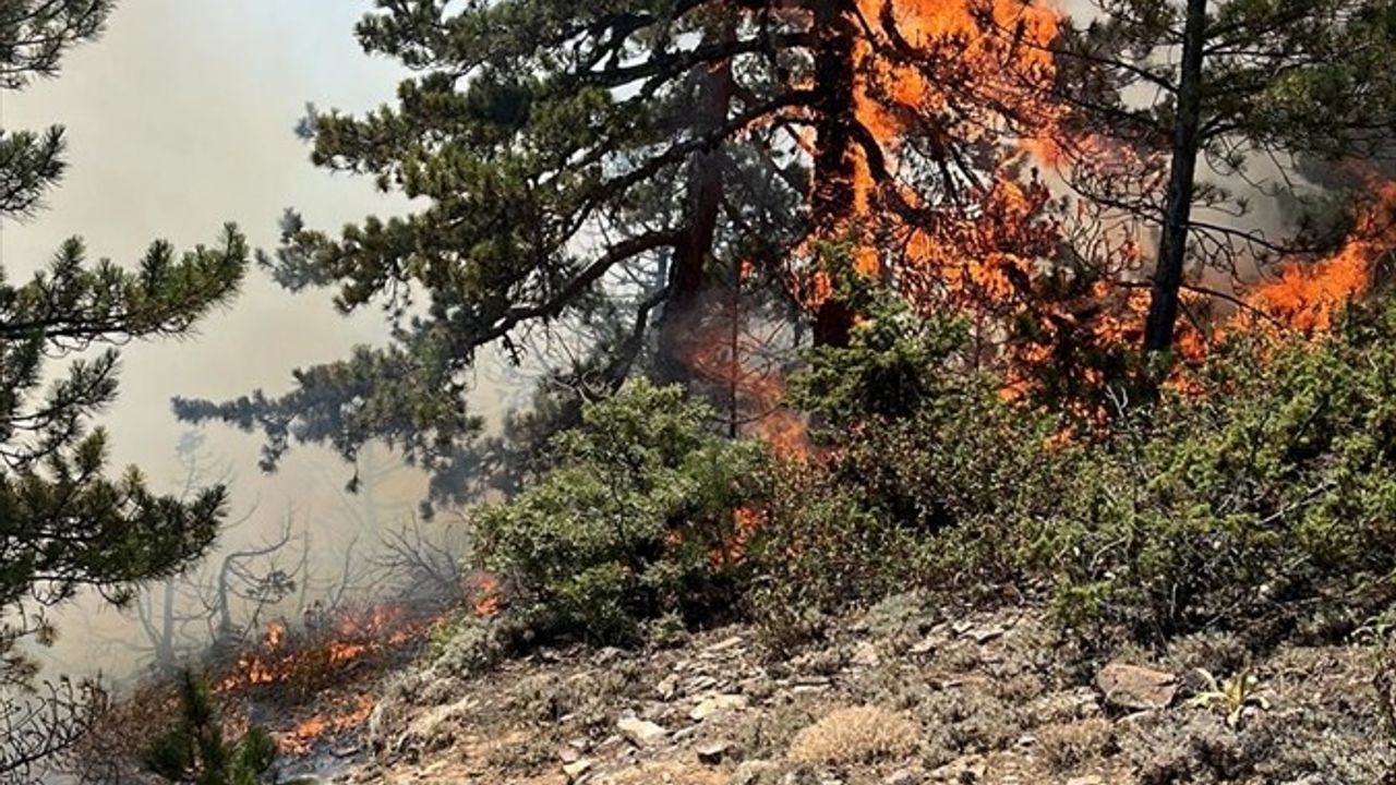 Konya'da Orman Yangınına Hızla Müdahale Ediliyor
