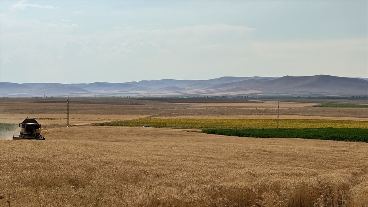 Konya Ovası'nda Buğday ve Arpa Rekoltesinde Ciddi Düşüş Bekleniyor