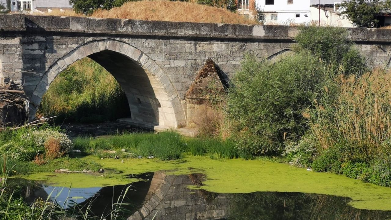 Kuraklık Lüleburgaz Deresi'ni Yosun Kapladı