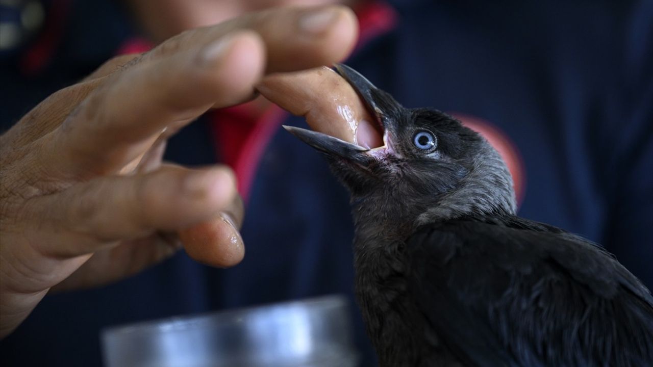 Kurtarılan Zeytin Karga, İtfaiye İstasyonunun Maskotu Oldu