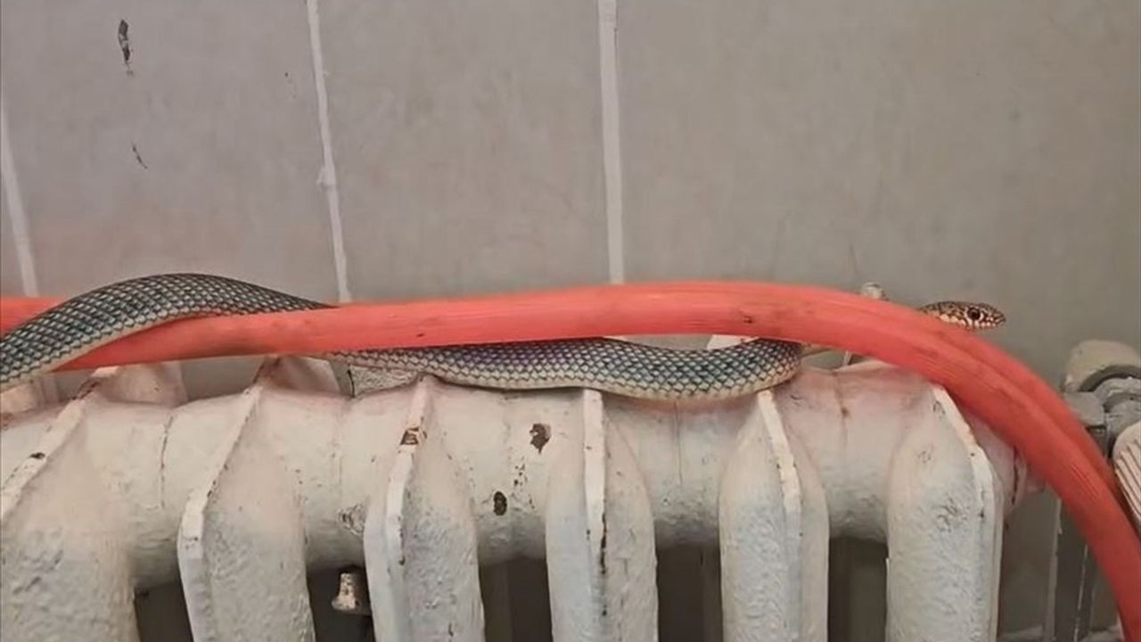 Kütahya'daki Restoranda Bulunan Yılan Doğaya Salındı