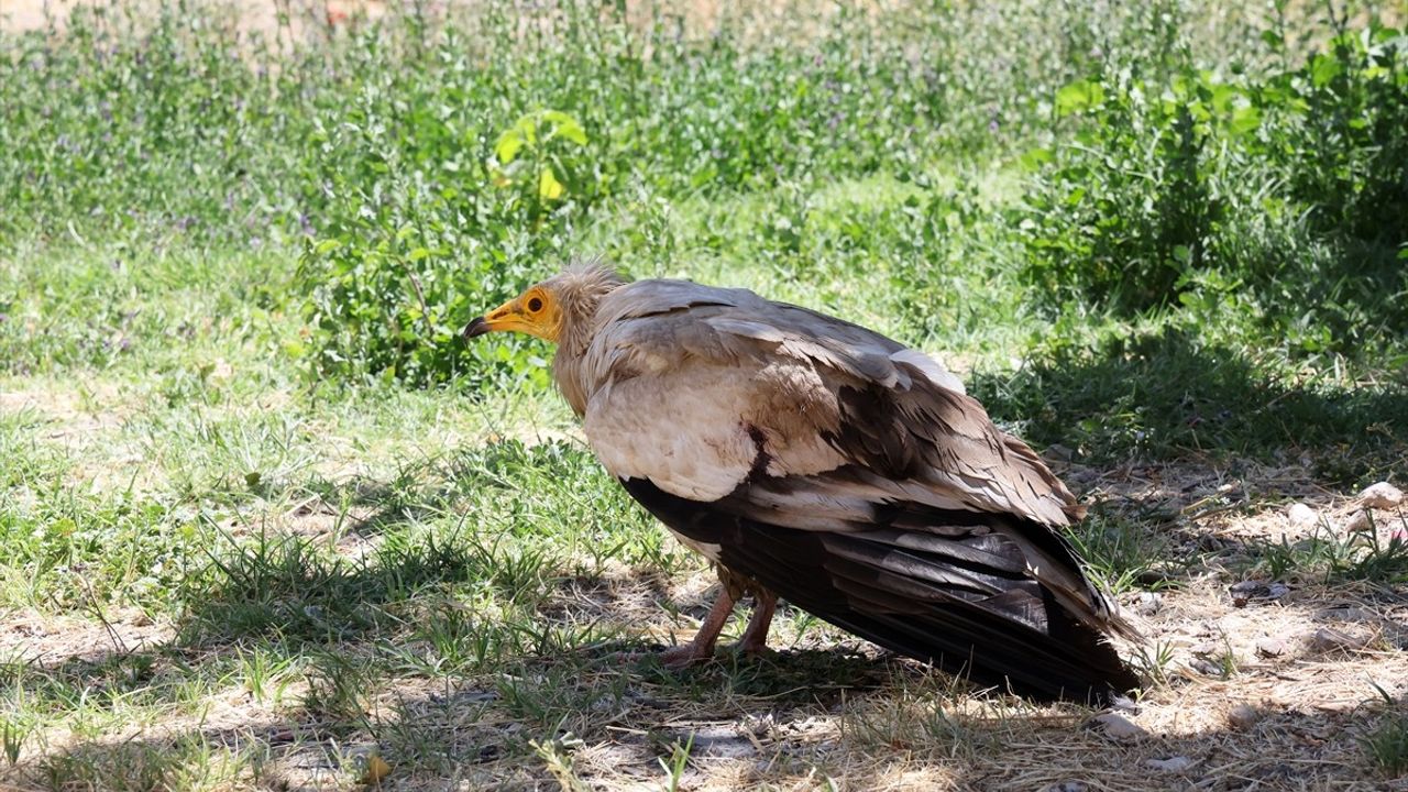 Malatya'da Nesli Tükenmekte Olan Beyaz Akbaba Tedavi Altında