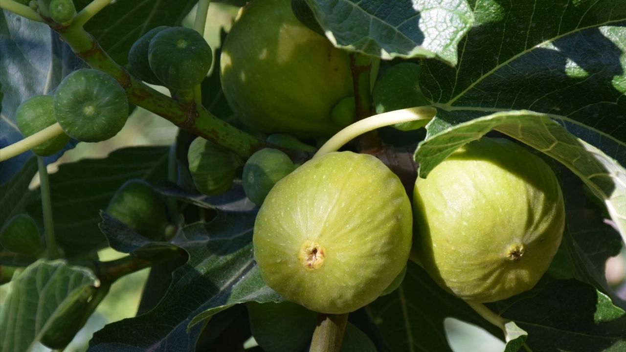 Manisa'da Yediveren İnciri Hasadı Başladı