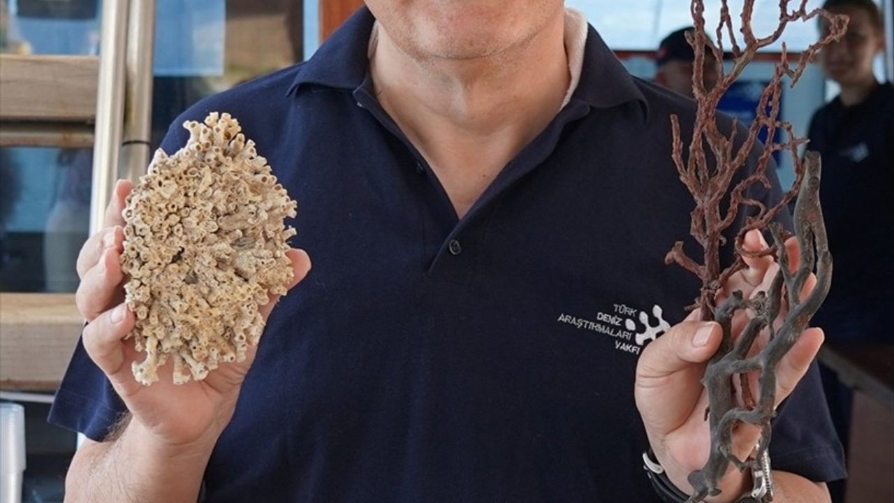 Marmara ve Kuzey Ege'deki Mercanlar İçin Koruma Projesi Başlatıldı