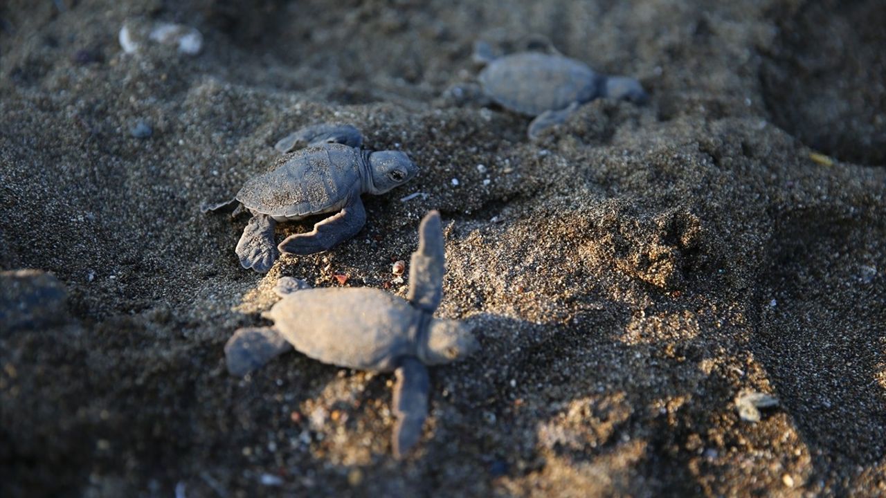 Mersin'de Deniz Kaplumbağası Yavru Çıkışları Başladı