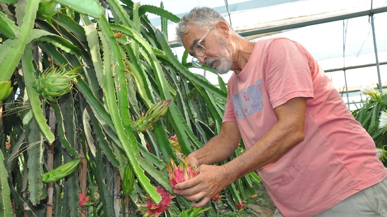 Mersin'de Ejder Meyvesi Hasadı Başladı