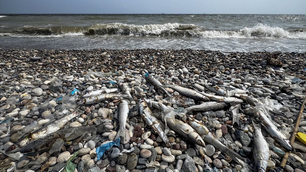 Mersin'de Ölü Balıklar Alarmı: İnceleme Başlatıldı