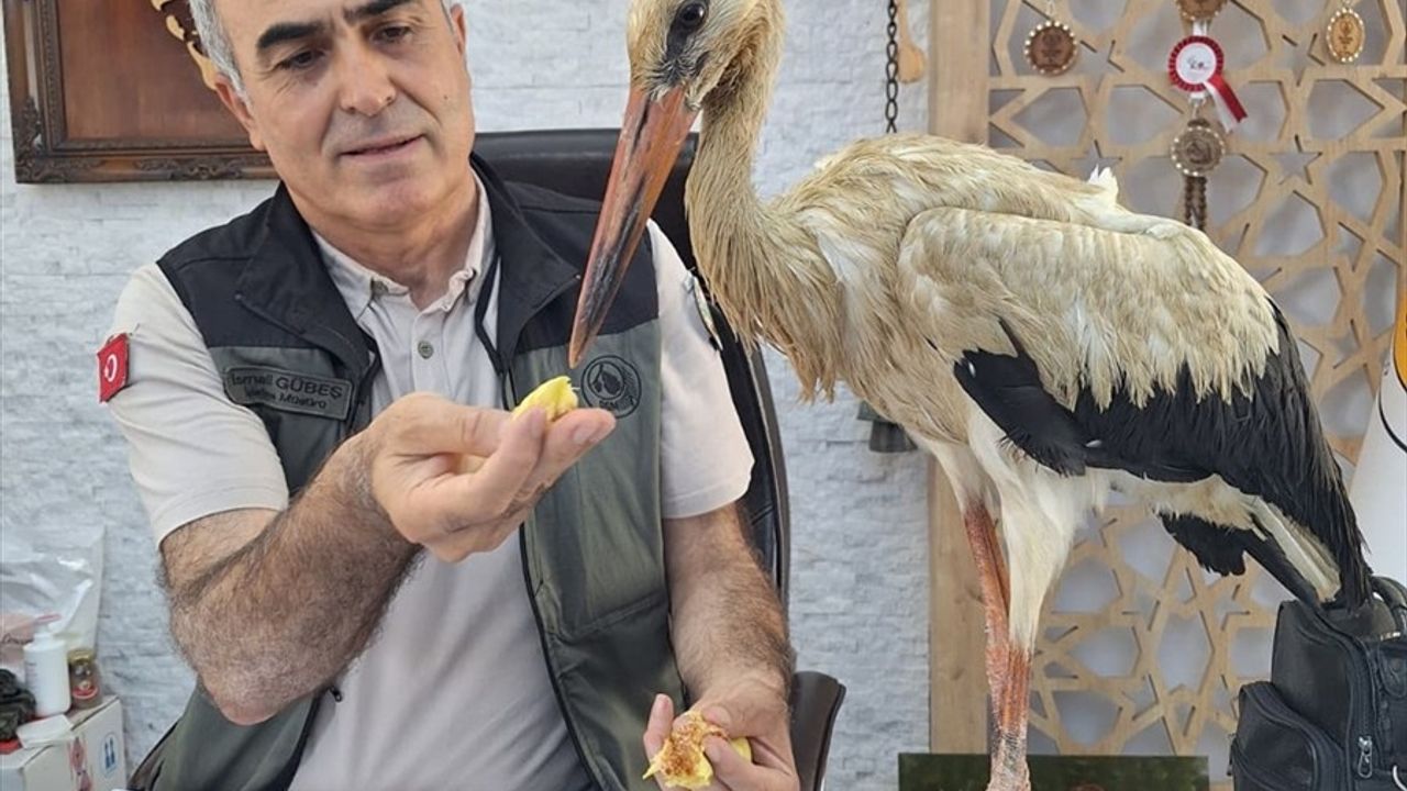 Mersin'de Orman Yangınlarından Kaçan Yaralı Leylek Kurtarıldı