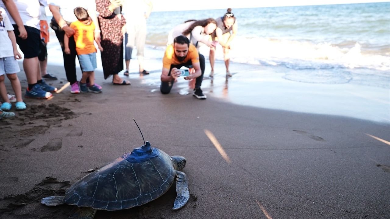 Mersin'de 'Soli' İsimli Yeşil Deniz Kaplumbağası Uydu Takibiyle Denize Salındı