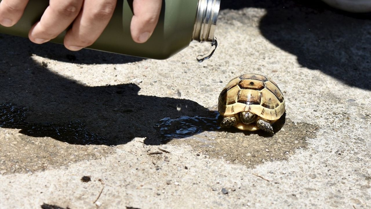 Muratpaşa'daki Orman Yangını Kontrol Altına Alındı