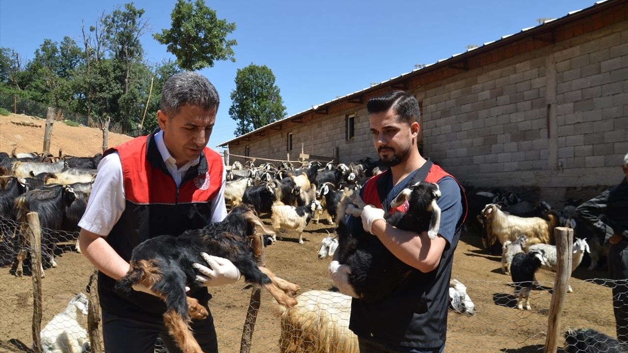 Muş'ta Küçükbaş Hayvan Aşılama ve Kayıt Altına Alma Çalışmaları