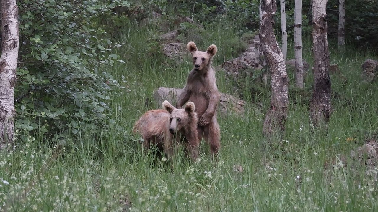 Nemrut Kalderası'nda Bozayılar Ziyaretçilerin İlgi Odağı