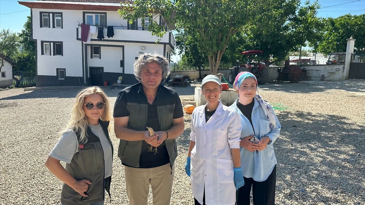 Nesli Tehlike Altında Olan Bayağı Balaban Kuşu Karabük'te Yaralı Bulundu