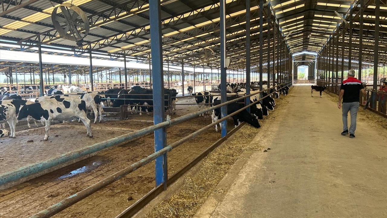 Ödemiş'te Kurtarılan 4 Bin Hayvan Sahiplerine Teslim Edildi