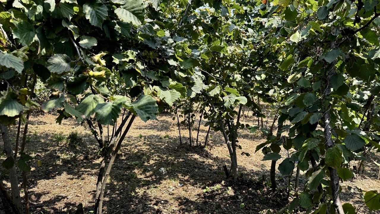 Ordu'da Fındık Hasadı 4 Ağustos'ta Başlıyor