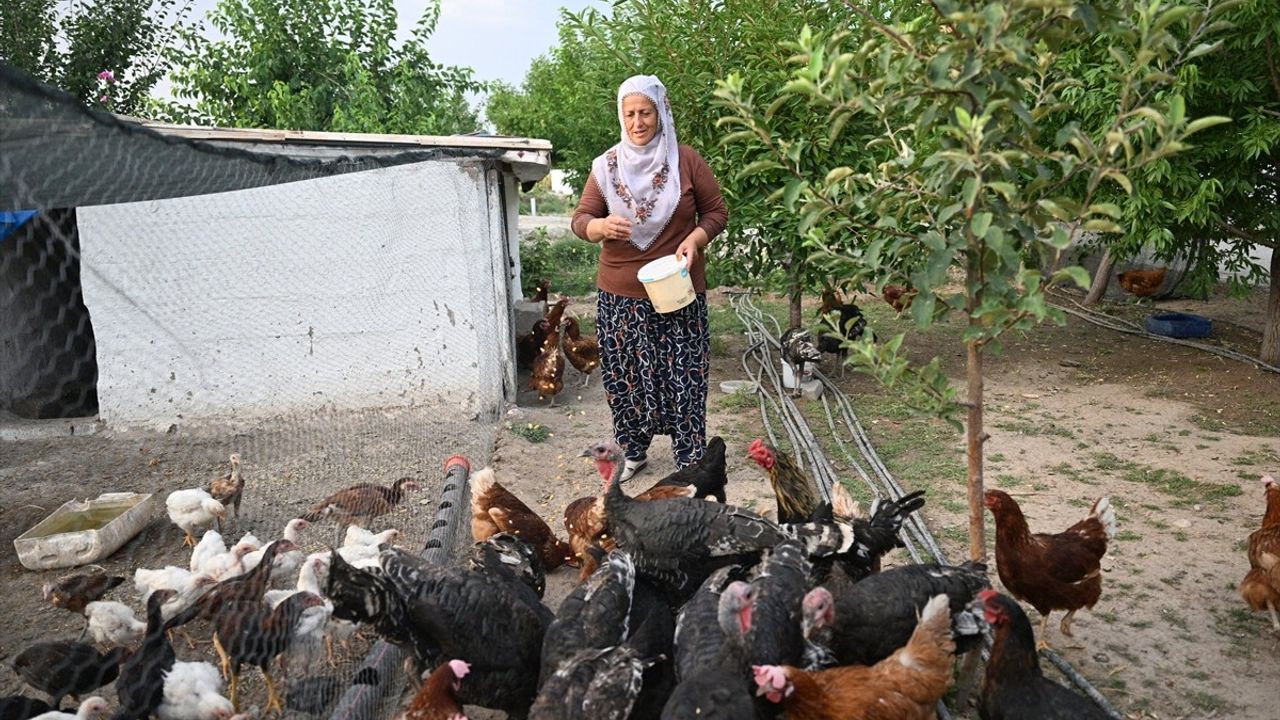 Osimhen'in Dönüşü: Kayserili Neslihan Teyze'nin Sevinci