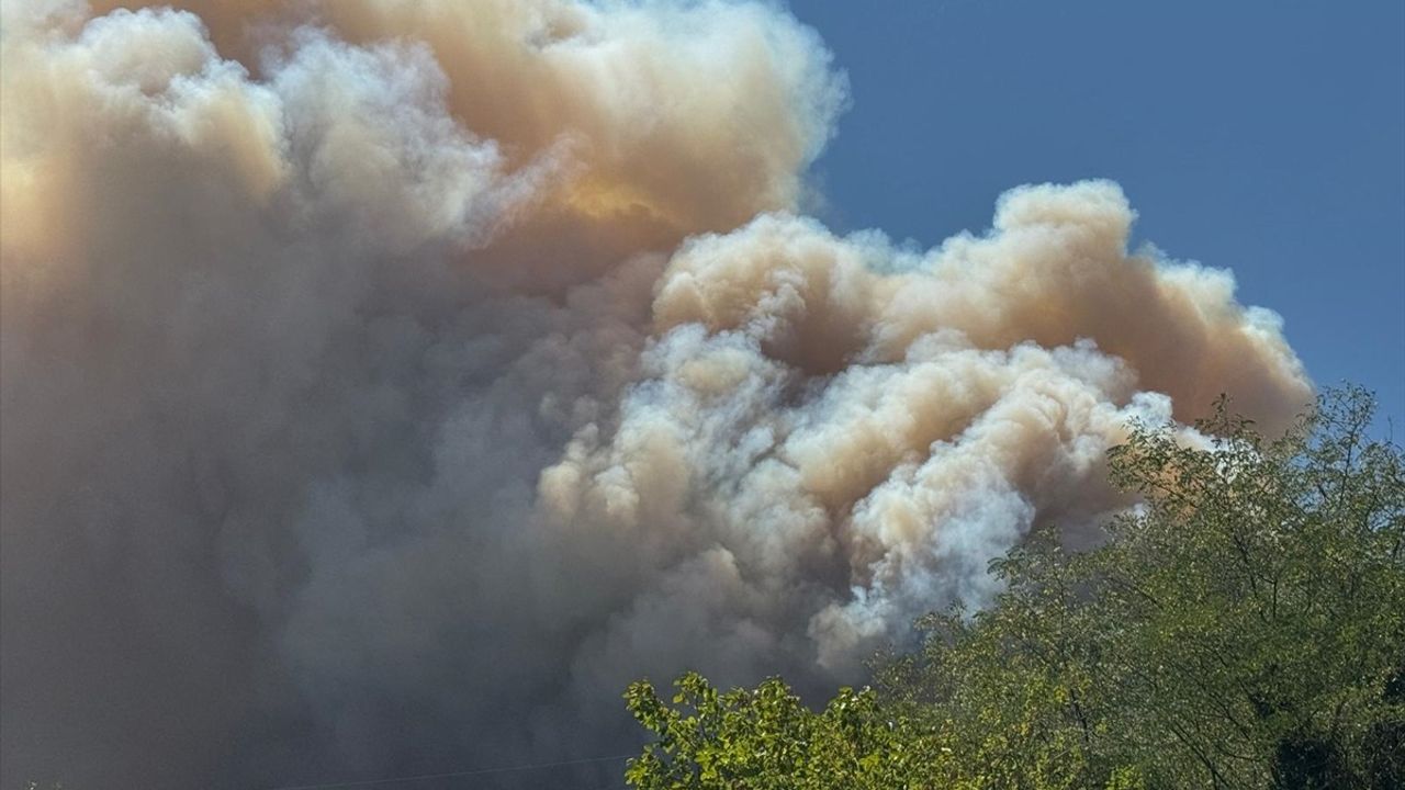 Sakarya'da Orman Yangını: Müdahale Devam Ediyor