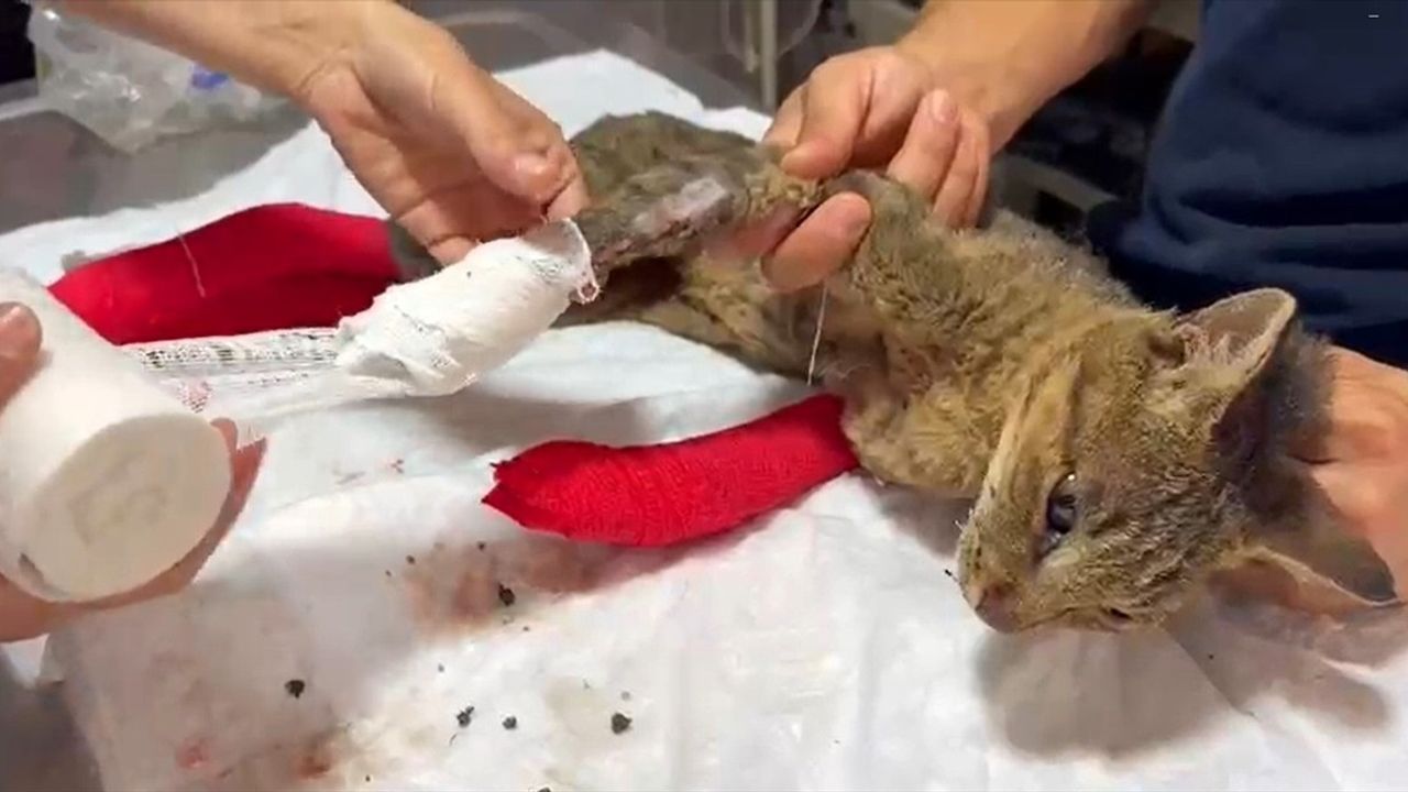 Sakarya'daki Orman Yangınında Yaralanan Kedi Tedavi Altına Alındı