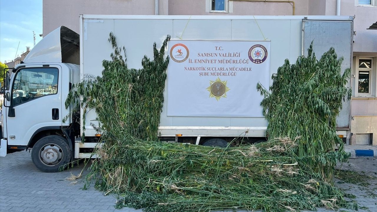 Samsun'da 5 Bin 230 Kök Kenevir Ele Geçirildi