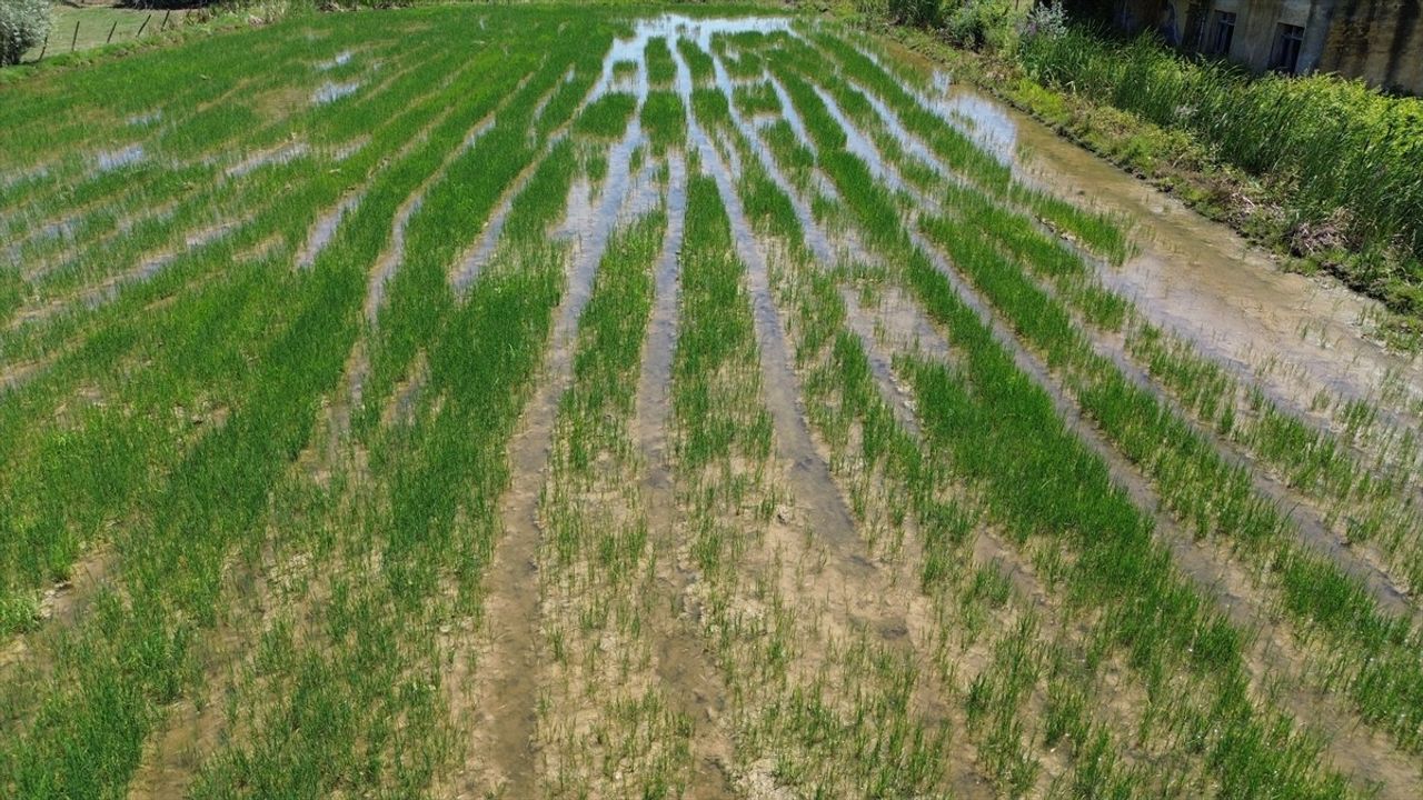 Samsun'da Taşan Su Kanalları Tarım Arazilerini Vurdu