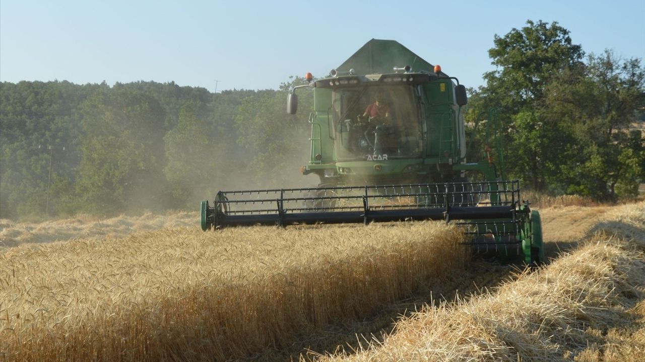Samsun Havza'da Buğday Rekoltesi 90 Bin Ton Bekleniyor