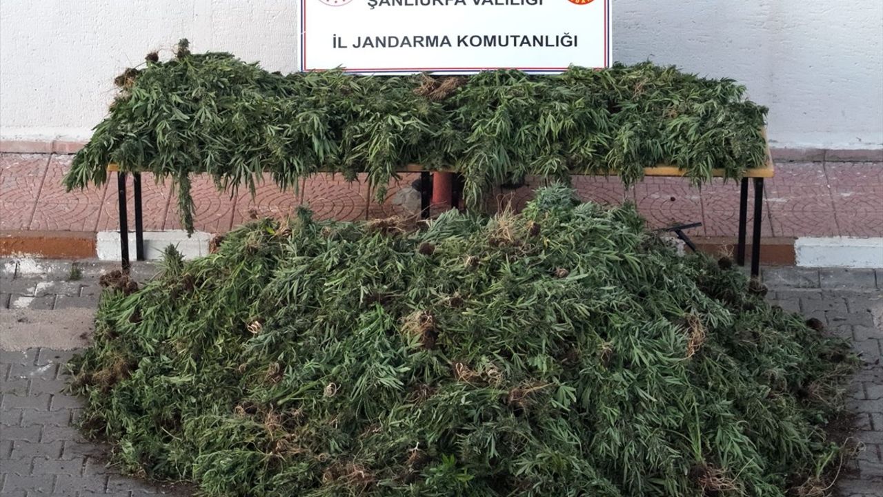 Şanlıurfa'da Uyuşturucu Operasyonu: 9 Şüpheli Yakalandı