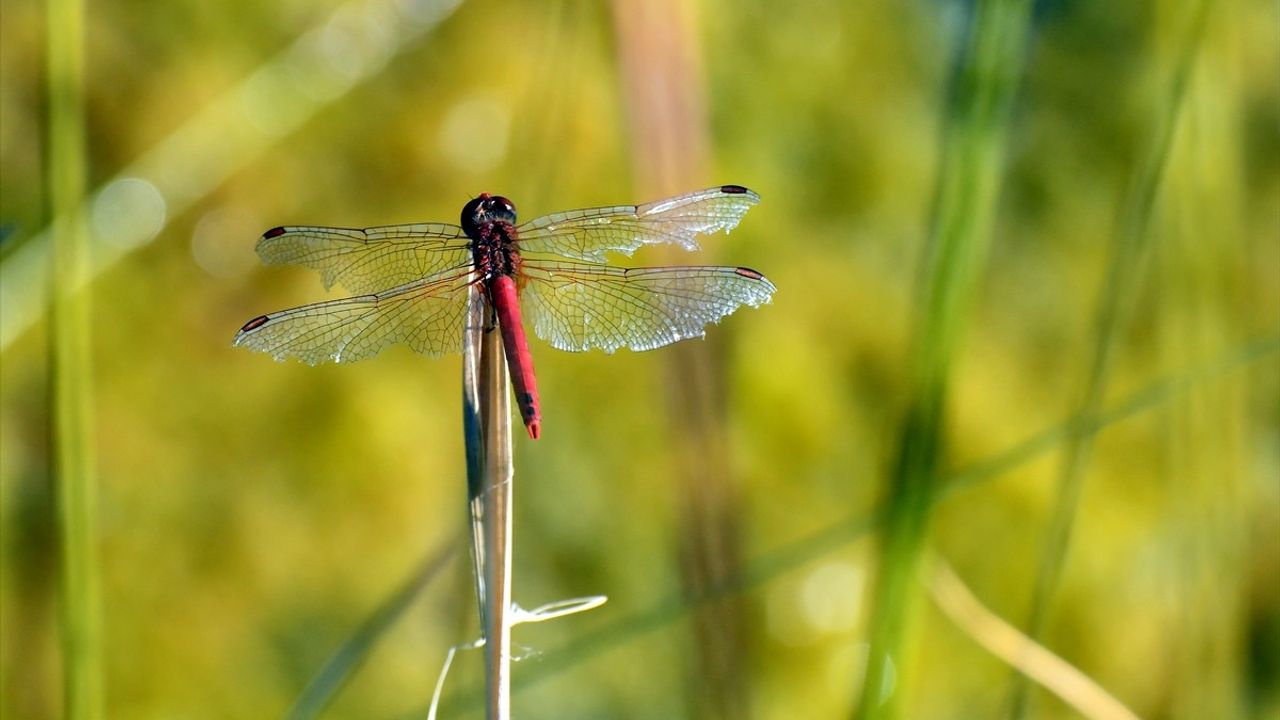 Sarıkamış Doğasında Renkli Yusufçukların Dansı