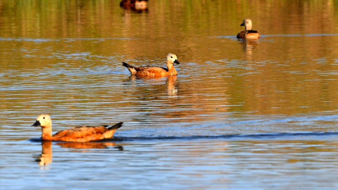 Sarıkamış'taki Sulak Alanlar, Yaban Kuşlarına Ev Sahipliği Yapıyor
