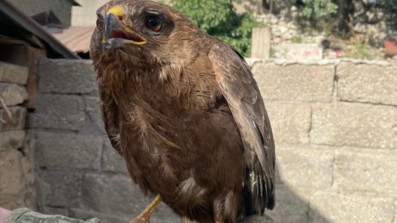 Şırnak'ta Yaralı İki Kızıl Şahin Tedavi Altına Alındı