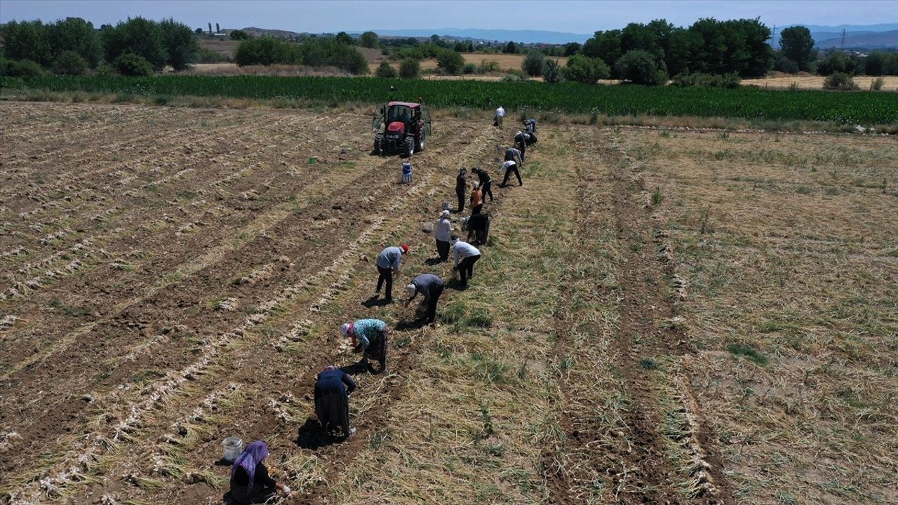 Taşköprü Sarımsağının Hasadı Kavurucu Sıcaklarda Devam Ediyor
