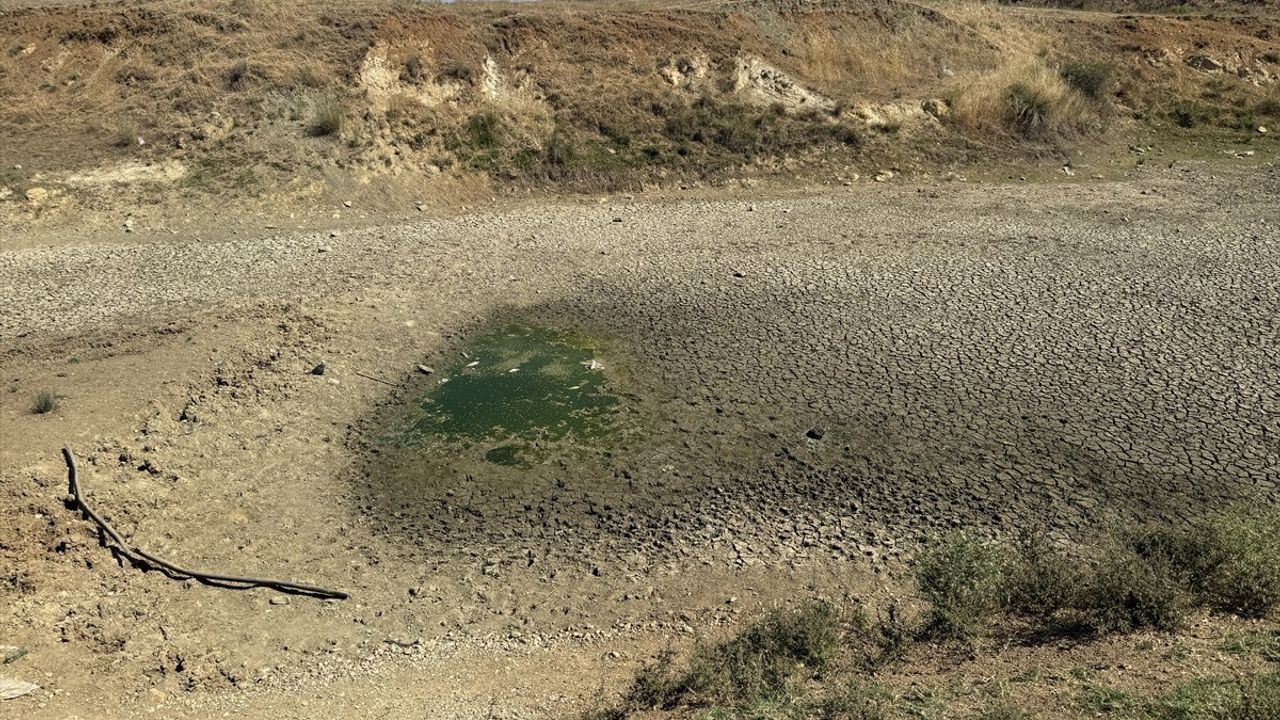 Tekirdağ'da Çakıl Göleti'nde Balıklar Telef Oldu