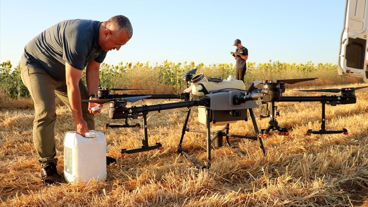 Tekirdağ'da Çiftçiler Çekirge Tehdidine Karşı İlaçlama Başlattı