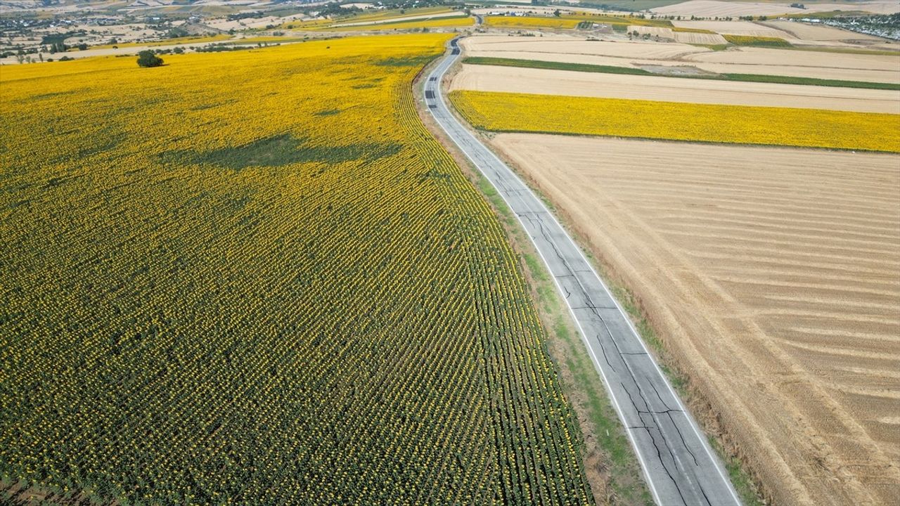 Tekirdağ'da Renkli 'Gündöndü' Tarlaları Rota Sunuyor