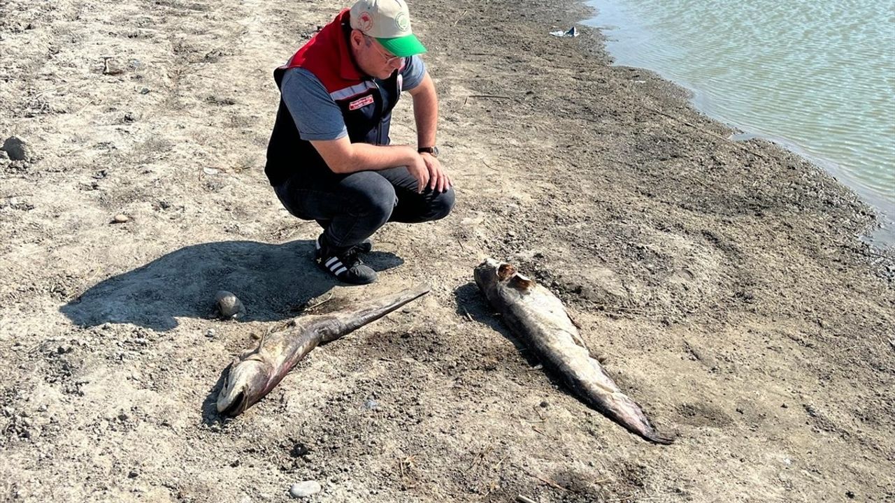 Tekirdağ'da Su Seviyesi Düşen Gölette Balıklar Telef Oldu
