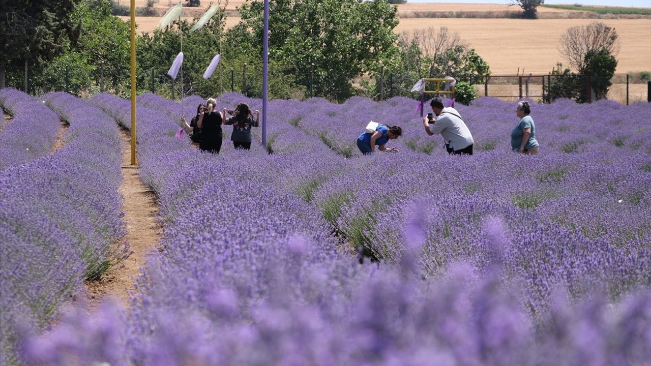 Tekirdağ’ın Lavanta Tarlaları Turistlerin Yeni Gözdesi