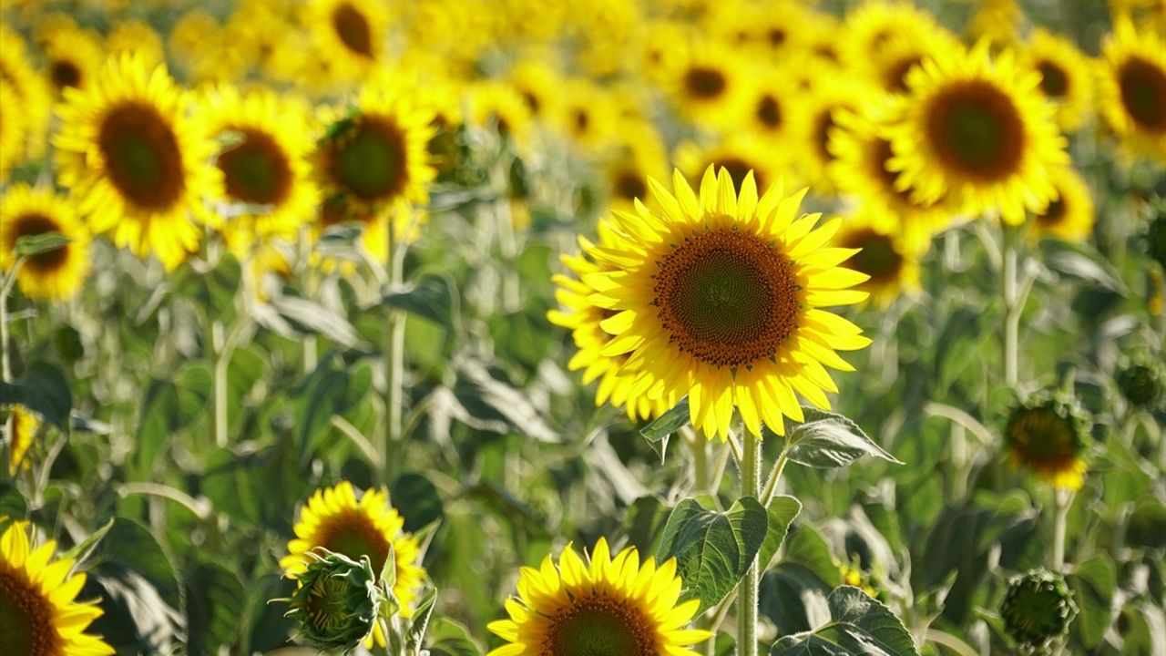 Tekirdağ'ın Renkli Tarlaları: Kanola, Lavanta ve Ayçiçeği Turizmi Canlandırıyor