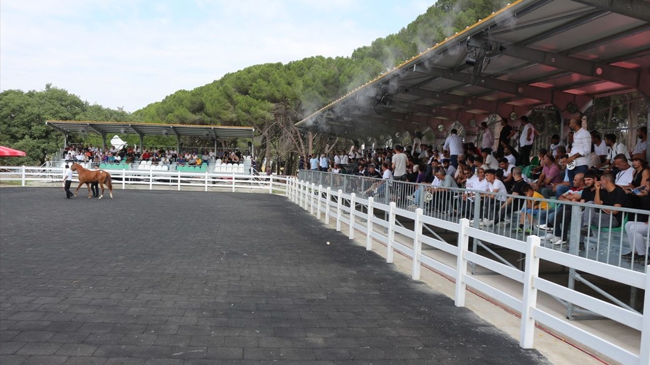 TİGEM, 68 Tay Satışından 45 Milyon Lira Gelir Elde Etti