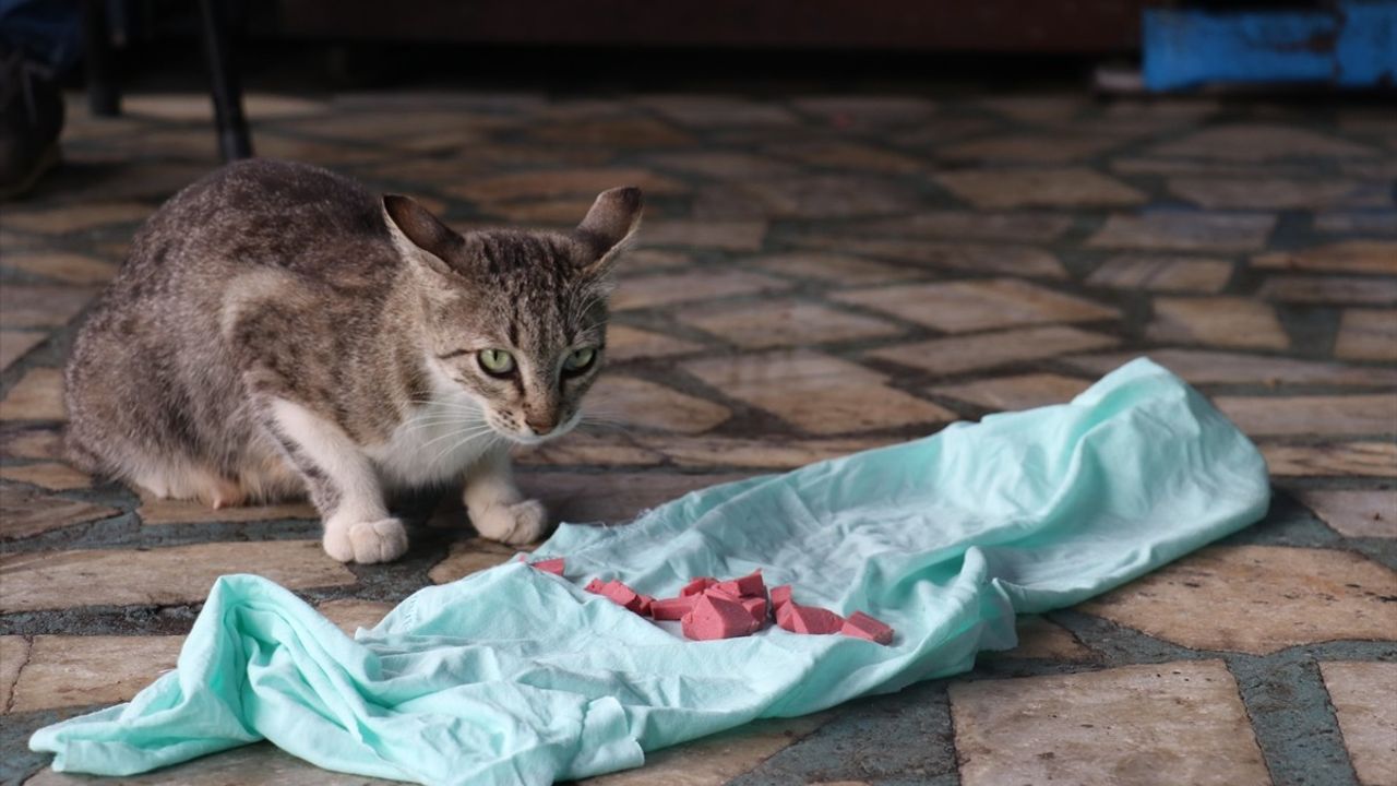 Trabzon'un 'Psikopat' Kedisi, Sanayinin Sevimli Maskotu Oldu