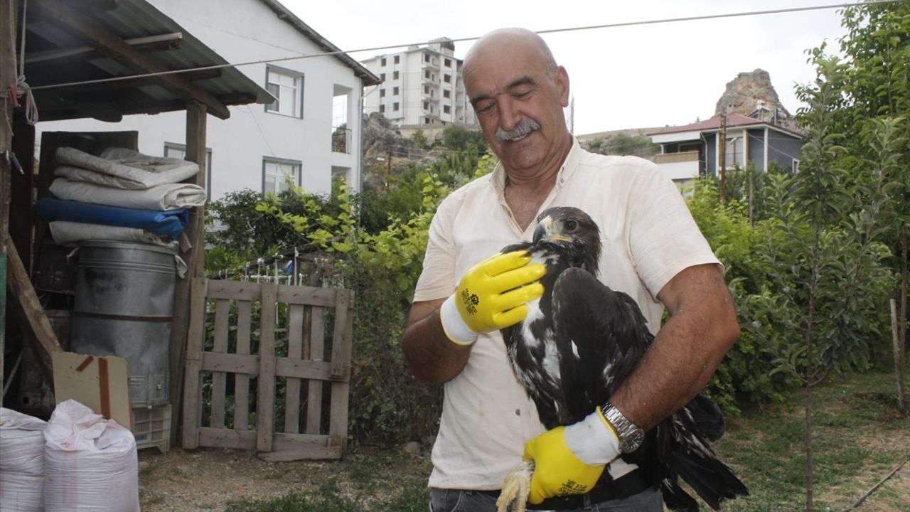 Tunceli'de Bulunan Kaya Kartalı Koruma Altına Alındı
