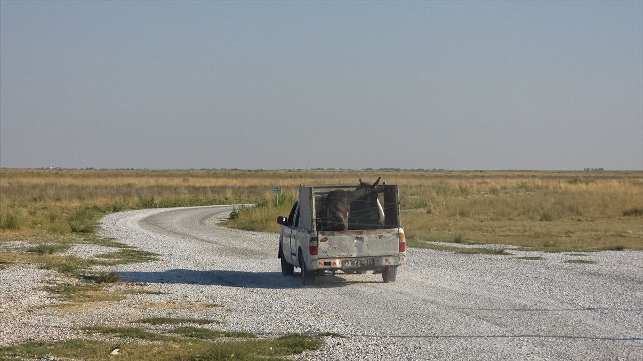 Tuz Gölü'nde Yaralı Eşek Tedavi Altına Alındı