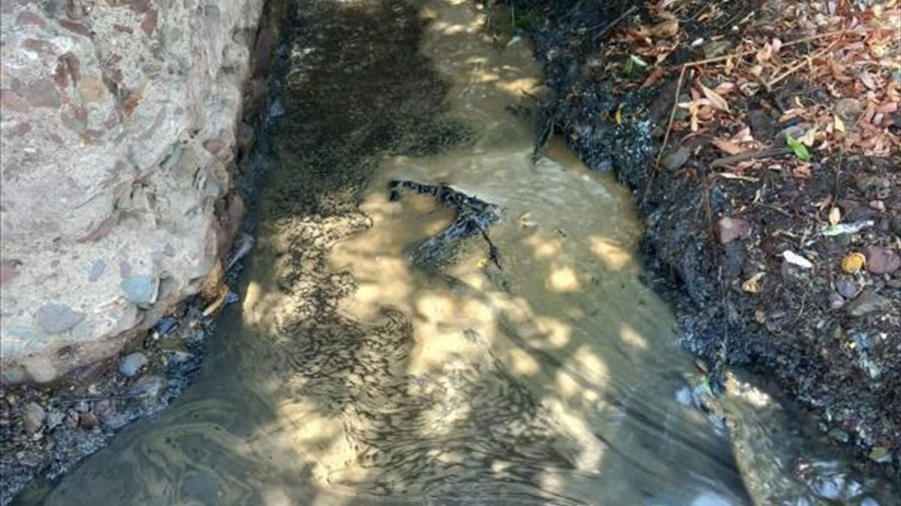 Yalova'da Atık Yağ İddiasıyla İnceleme Başlatıldı