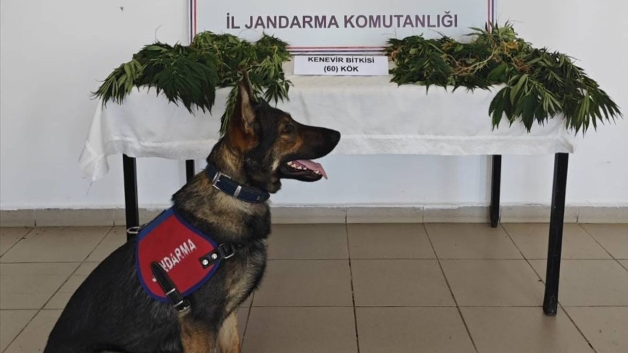 Yalova'da Ormanlık Alana Yasa Dışı Kenevir Ekimi: Zanlı Tutuklandı