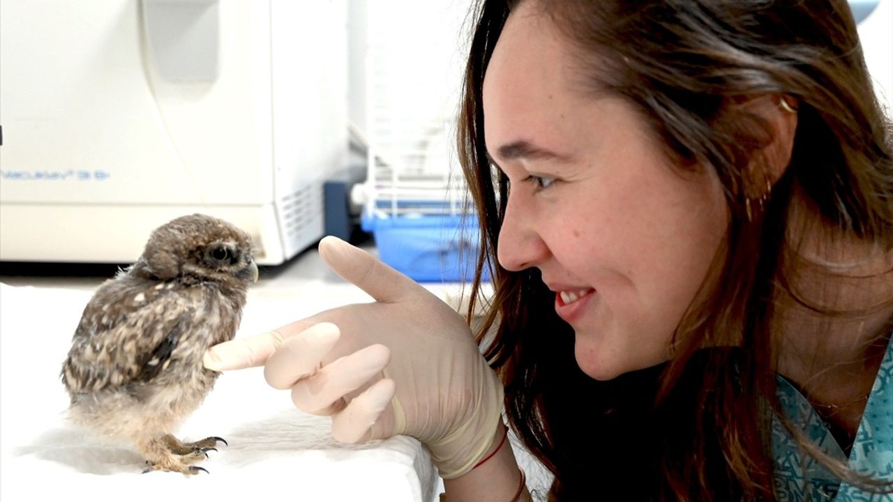 Yalova'da Yaralı Baykuş Yavrusu Tedavi Ediliyor