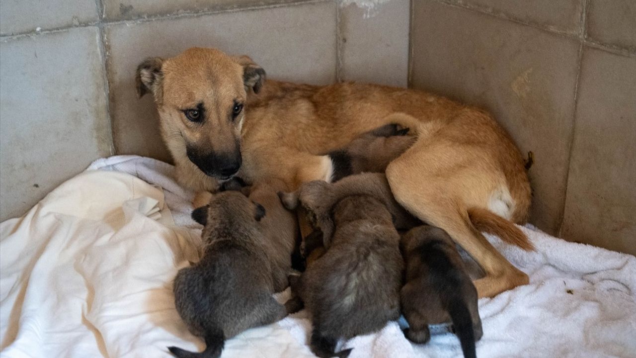 Yangından Kurtarılan Üç Yavru Köpek Koruma Altına Alındı