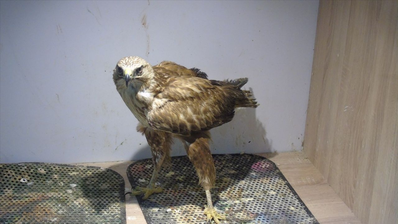 Yaralı Kızıl Şahin, Veteriner Hekim Tarafından Sahiplendi