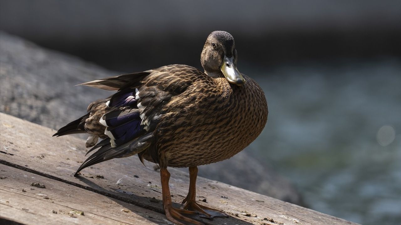 Yaralı Ördek Yavrusuna Kuğulu Park'ta Yeni Yuva