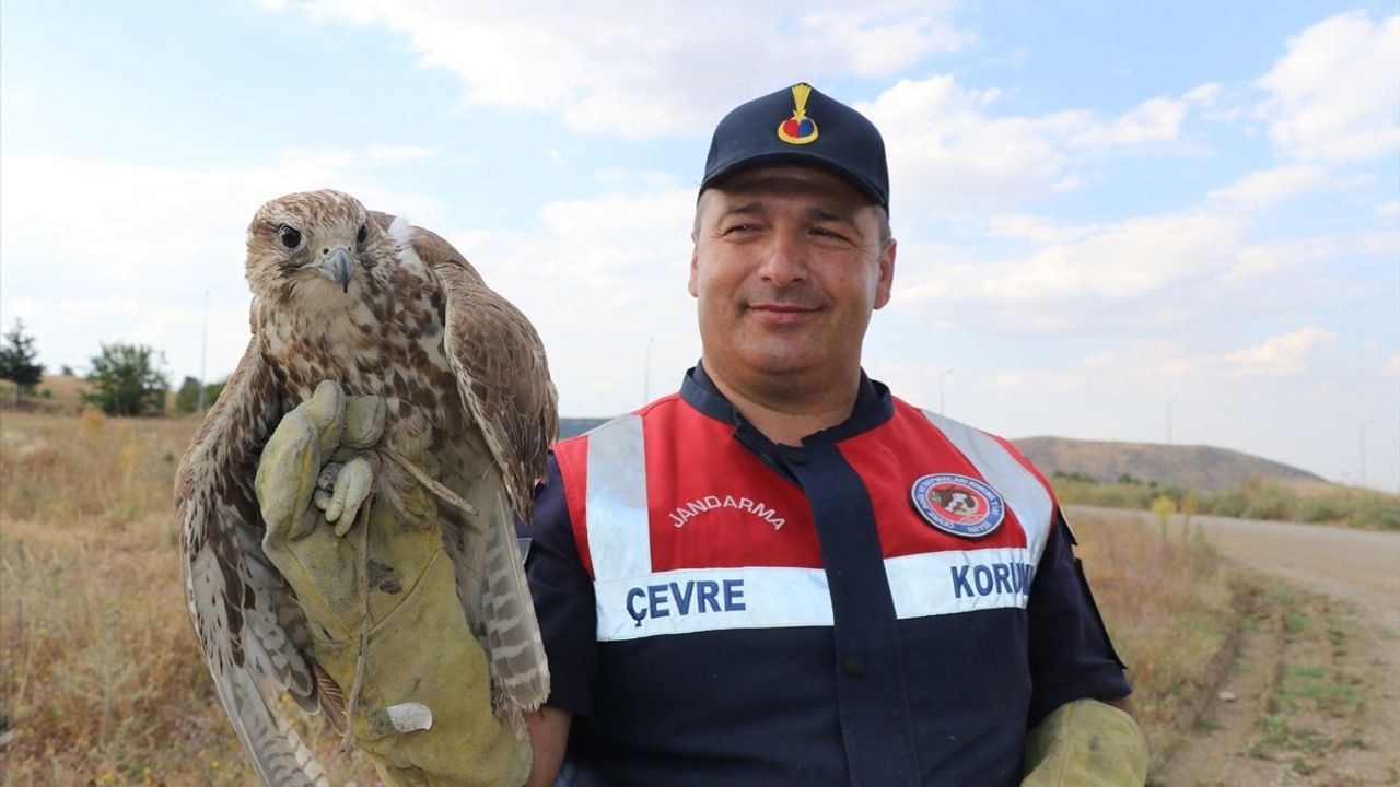 Yozgat'ta Bitkin Bulunan Ulu Doğan Koruma Altına Alındı
