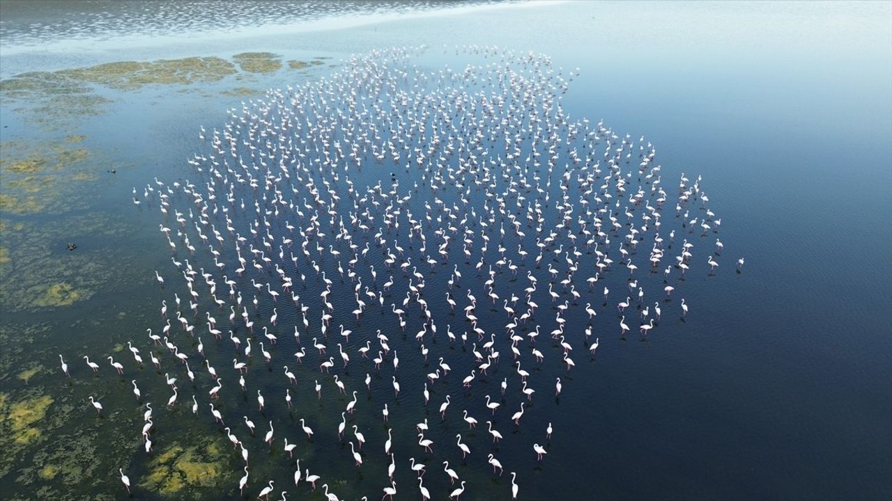 Yozgat'ta Flamingolar Jandarma Ekipleriyle Korunuyor