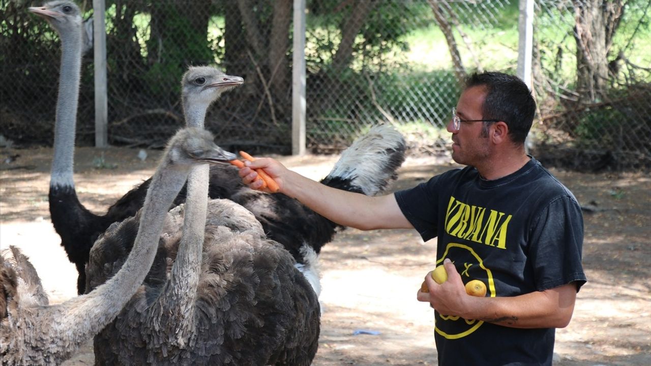 Yozgat'ta Kafe İşletmecisi Hayvan Sevgisiyle Çiftlik Kurdu