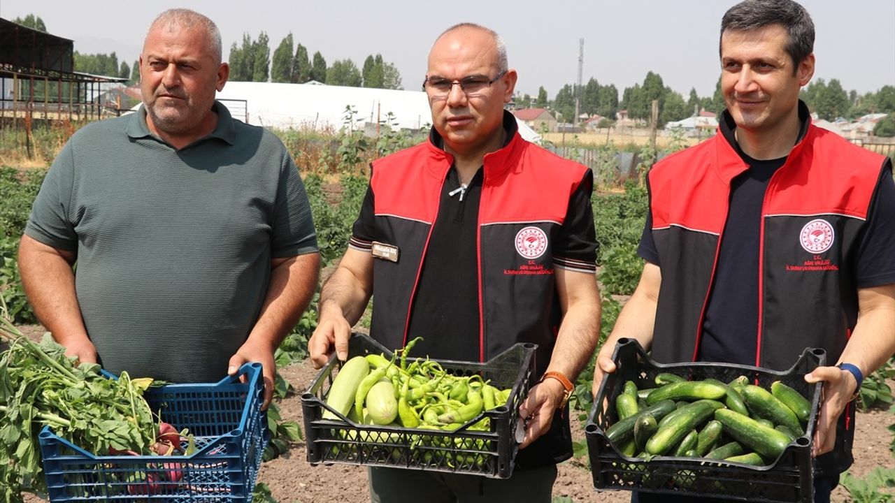 Ağrı'da Sebze Hasadı Başarıyla Gerçekleştirildi